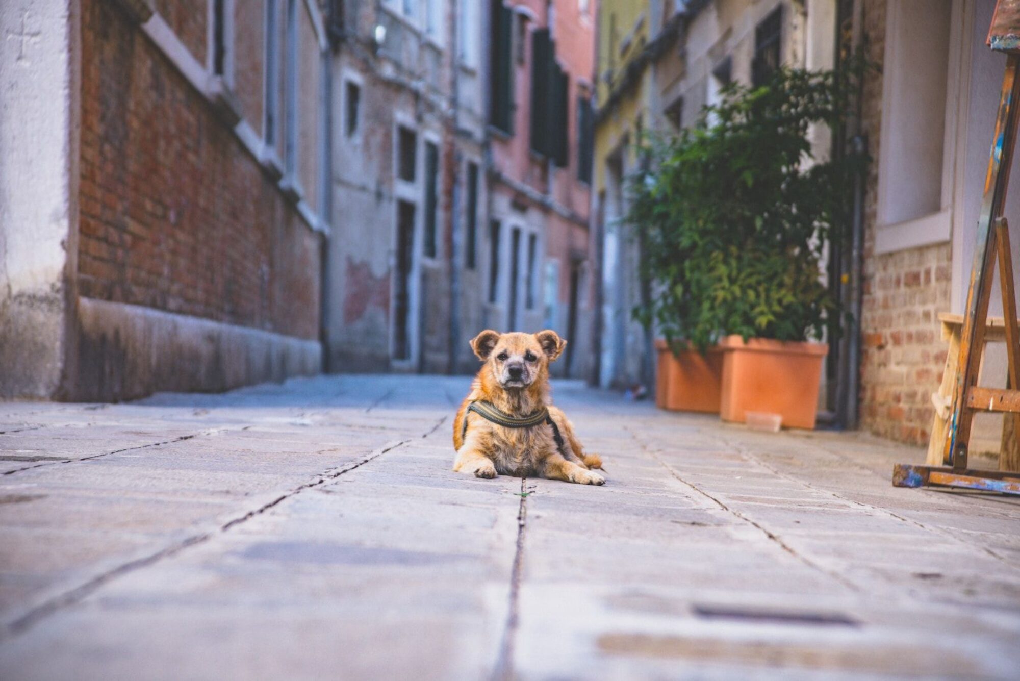 dog lying on pavement